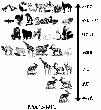 动物体的结构层次图片