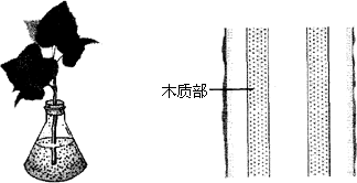 杨树枝条结构图图片