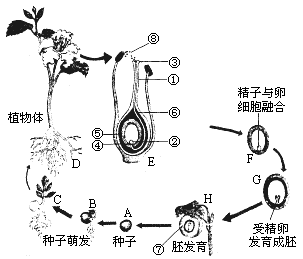 25,下面是植物的有性生殖和发育过程示意图,请据图回答