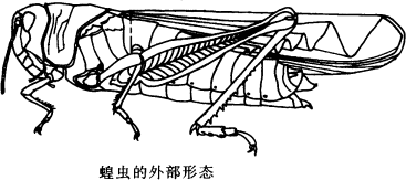 蝗虫结构图手绘图片