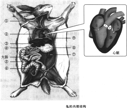 母兔子子宫结构图图片