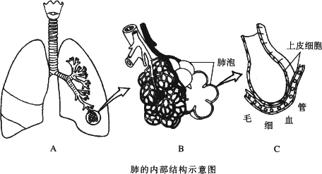 4请仔细观察下图并回忆肺的结构特点说说这三幅图各表示了肺的哪些