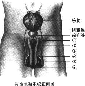 内衣结构部位名称_人的身体部位名称图片(3)