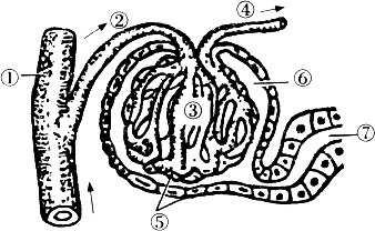 下图为肾单位结构模式图,请据图回答