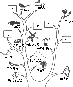 请据图完成下面的问题: 生物都可在进化树上找到相应的位置