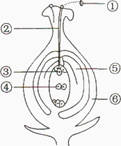 下图是绿色开花植物的受精过程示意图