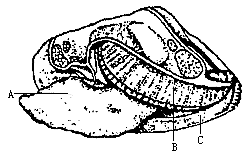 河蚌结构图生物图片