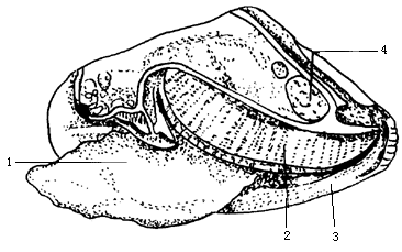 河蚌结构图生物图片