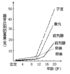 下图表示男女一部分性器官的发育趋势,性器官发育成熟就是人体