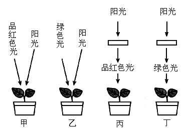 人口上皮细胞能进行质壁分离_人口上皮细胞显微图(3)