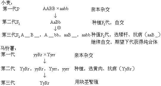 以及马铃薯品种间杂交育种程序,要求用遗传图解表示并加以简要说明