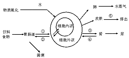 下面为人体对水的摄入吸收分泌和排出的途径的示意图