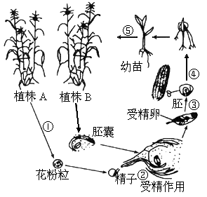 玉米的结构图解手绘图片