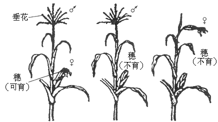 玉米雄穗结构图图片