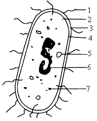 细菌结构示意图手绘图图片