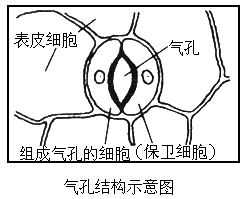 青菜叶表皮细胞手绘图图片