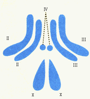 果蝇染色体图手绘图图片