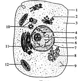 下图是动物细胞亚显微结构模式图据图回答