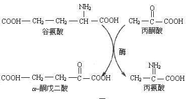 氨基酸脱水缩合过程图图片