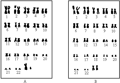 表示女性的染色体是图  男性的