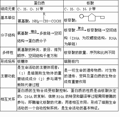 蛋白质和核酸是生物体内两种重要的生物大分子物质两者有何区别有何