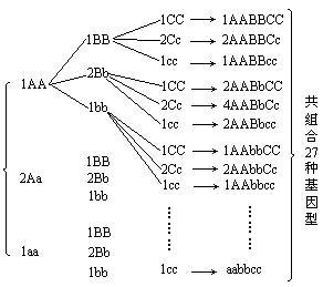 aabbcc→3×3×3=27(种)基因型cc→3种基因型(1cc:2cc:1cc)bb→3种