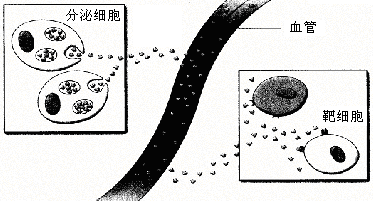 下图是分泌细胞分泌的某种物质与靶细胞结合的示意图,据图回答:科目