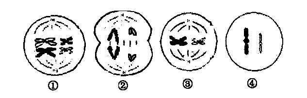 下列有关某生物体各细胞分裂示意图的叙述正确的是