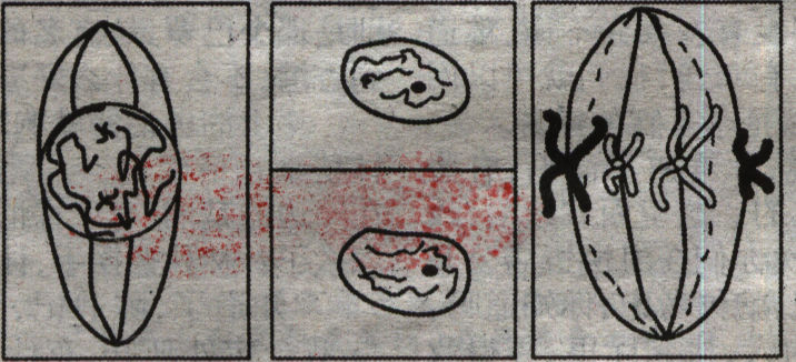 某同学做观察植物细胞的有丝分裂实验时绘制了细胞分裂期的三个时期