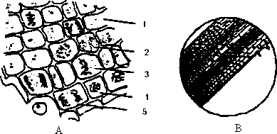 下图是在光学显微镜下观察到的洋葱根尖的图像请分析回答