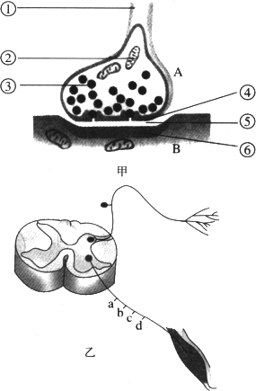 突触结构图简图图片