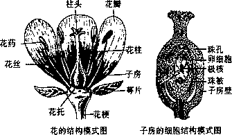 豆科花结构图图片