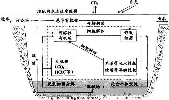 (1)当污染物随水流进入该湿地时.