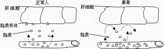 下面甲图表示洋葱根尖分生区连续分裂的细胞在各个时期细胞核内DNA含量的测定结果.乙图是一组目镜标有5×和16×字样.物镜标有10×和40×字样 ...