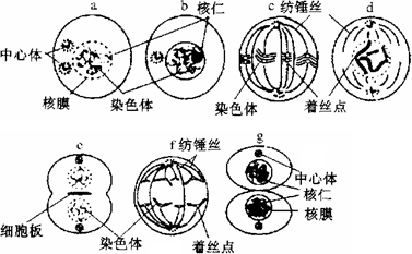 下图是动物体细胞有丝分裂的模式图但是其中有两幅图是错误的