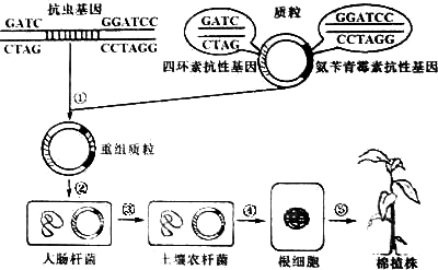 抗虫棉基因工程流程图图片