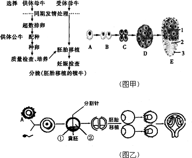 胚胎分割示意图图片