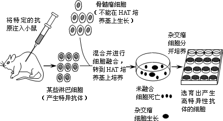 单克隆抗体流程图图片
