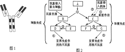 回答下列有關人體免疫的問題.圖2中序號表示過程,英文字母表示細胞