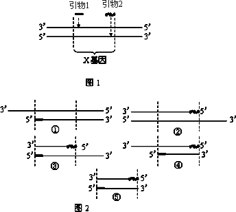 pcr三轮循环图pcr三次循环图pcr三次循环图解pcr技术四次循环图pcr三