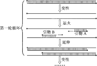 请回答基因工程方面的有关问题: (1)利用pcr技术扩增目的基本因