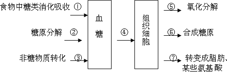 胰島素促進④,⑤,⑥,⑦過程 b.胰島b細胞分泌的激素促進①,③過程 c.