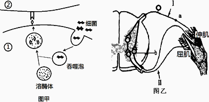 反射弧反射活动的结构基础由感受器传入神经神经中枢传出神经和效应器