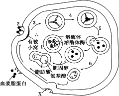 物質x在溶酶體酶的作用下被水解為氨基酸c.