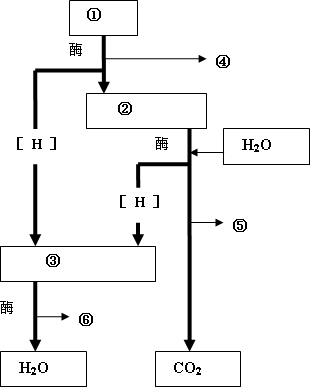 线粒体有氧呼吸图片