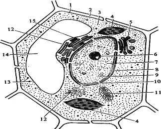 马铃薯细胞结构图片