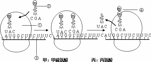 觀察下列蛋白質合成示意圖.回答問題: (1)圖中①是 .②是 .③是 .