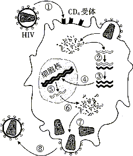 淋巴细胞简笔画图片