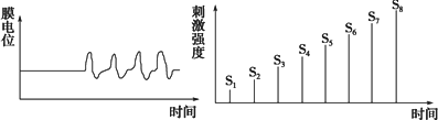 如图表示刺激强度逐渐增加(S1-S8)时下一个神经元膜电位的变化规律.下列叙述正确的是 [ ] A．刺激要达到一定的强度才能诱导神经细胞产生 ...