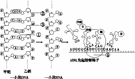 请分析并回答: (1)dna分子基本骨架由 交替排列构成.